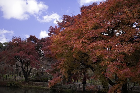 2010京都植物園秋23