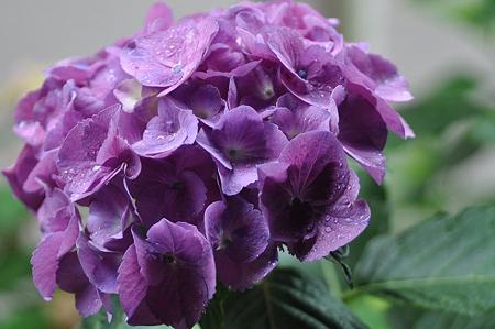 今年の紫陽花