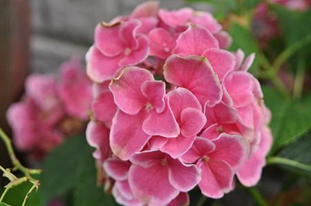 紫陽花