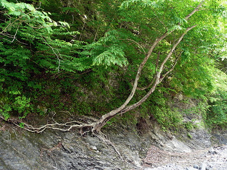雨畑川の岩石から生える樹木