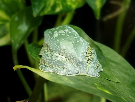 カエル館のケンランフリンジアマガエル