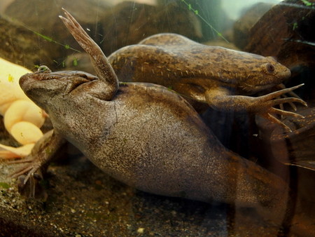 カエル館のアフリカツメガエル