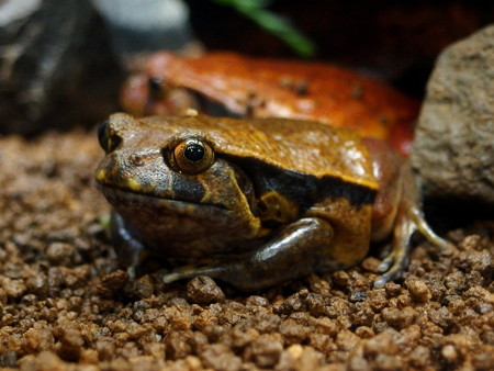 カエル館のサビトマトガエル