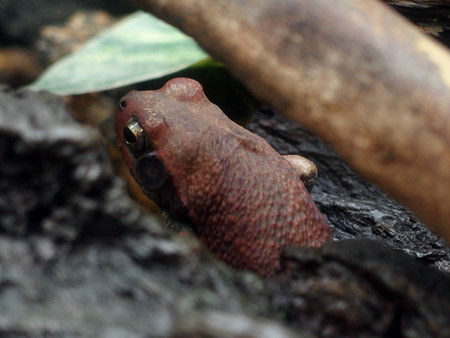 カエル館のトキイロヒキガエル