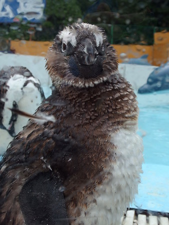 あわしまマリンパークのケープペンギンの雛