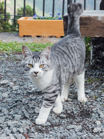 杉尾展望休憩所の猫