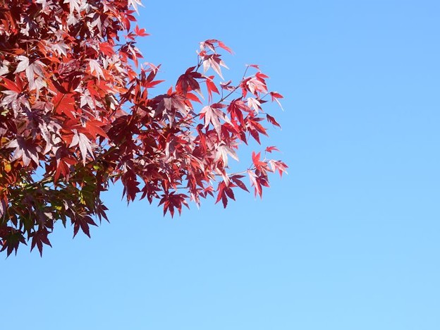 写真: DSCN1090 もみじ