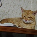 Photos: 2009年8月20日の茶トラのボクチン(５歳)