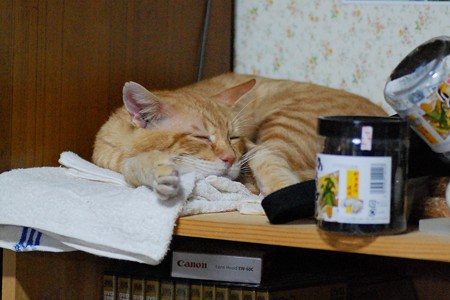2010年9月27日の茶トラのボクちん(6歳)