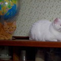 2017年3月29日の茶トラのトラちゃんとシロちゃん(雌３歳)