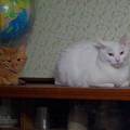 2017年3月29日の茶トラのトラちゃんとシロちゃん(雌３歳)