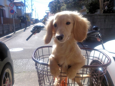 ピカりんと自転車?