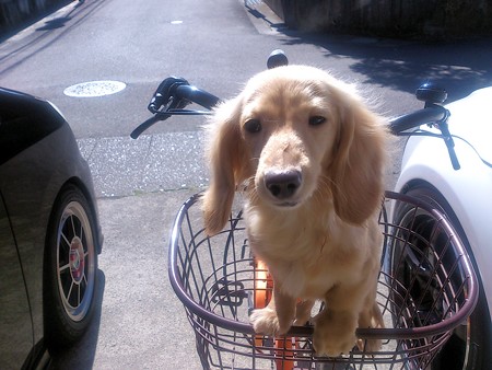 ピカりんと自転車?