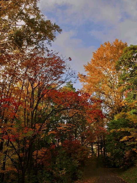 紅葉の散歩道・秋の匂いを感じた