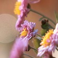 Photos: ピンクの小菊と12月のスパームーン