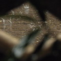 跳ね返る…2014.7.20?