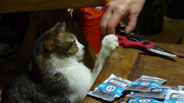 猫は手を貸したい！？