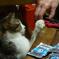 Photos: 猫は手を貸したい！？