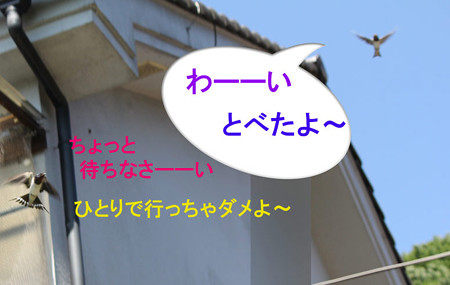 末っ子ちゃんの巣立ち
