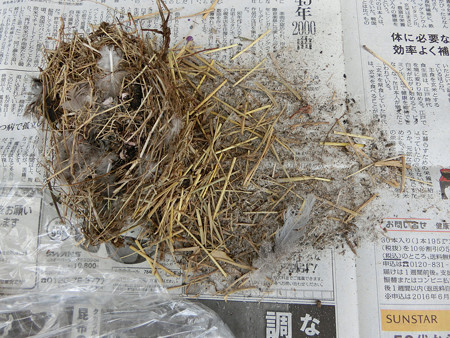巣材撤去