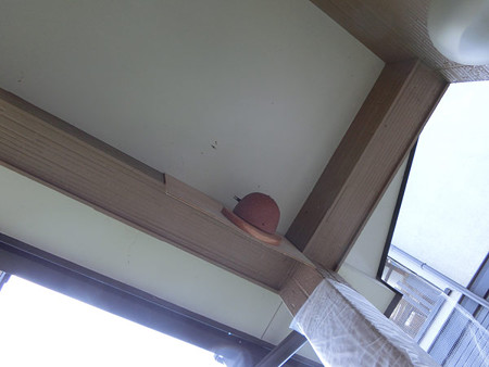抱卵中