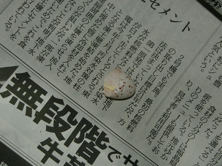 プレゼント