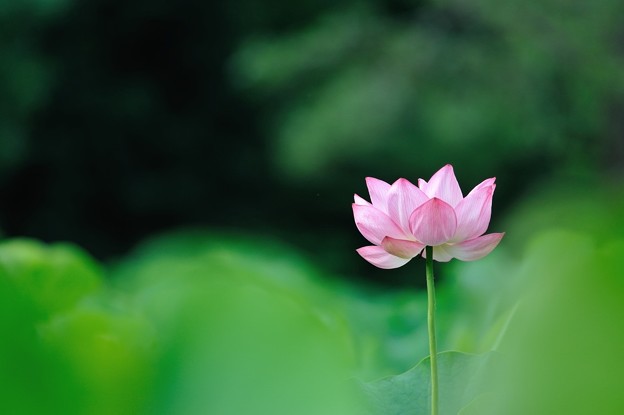 【薬師池公園の蓮】2