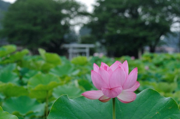 【小山田神社の蓮】8