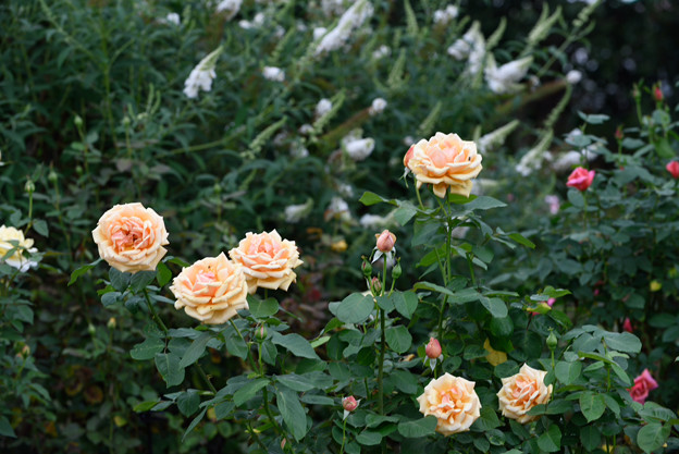 【花菜ガーデンの薔薇(シンシア・ブルック)】1
