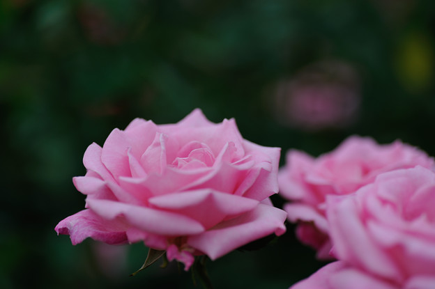 【花菜ガーデンの薔薇(グレース・ドゥ・モナコ)】3