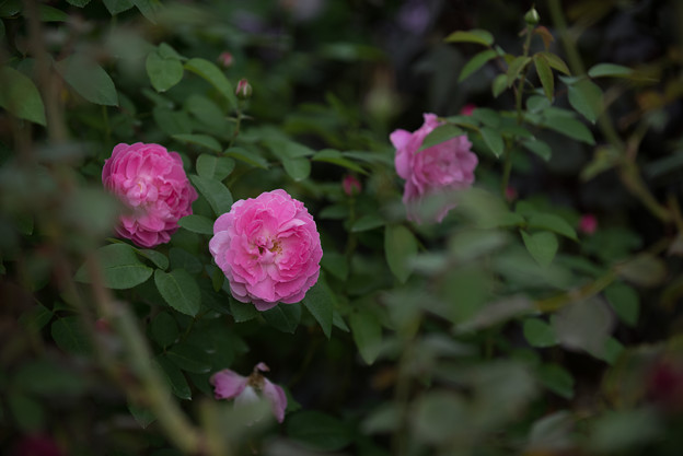 【花菜ガーデンの薔薇(メアリー・ローズ)】