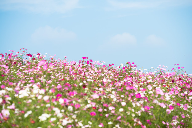 【昭和記念公園(花の丘)】青空にコスモス5