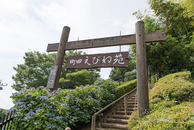 【薬師池公園(えびね苑で紫陽花が咲いています)】1