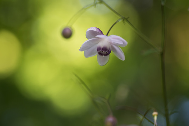 【大船植物園(レンゲショウマ)】4