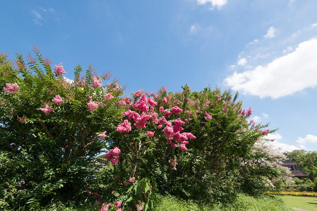 【大船植物園(赤色のサルスベリ)】1