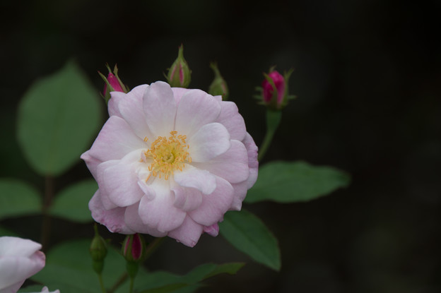 【花菜ガーデン(薔薇：シャンプニーズ・ピンク・クラスター)】