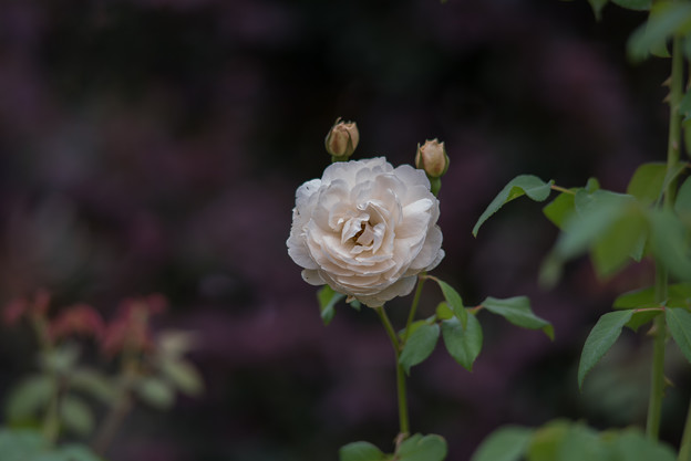 【花菜ガーデン(薔薇：ウィンダミア)】2