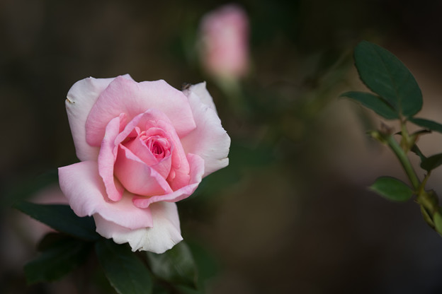 【生田緑地ばら苑(薔薇：ウィミー)】