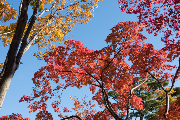 日本庭園の紅葉(2_2)