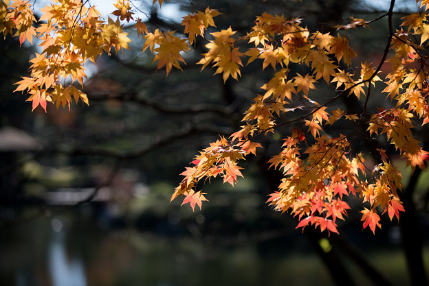 日本庭園の紅葉(3_4)