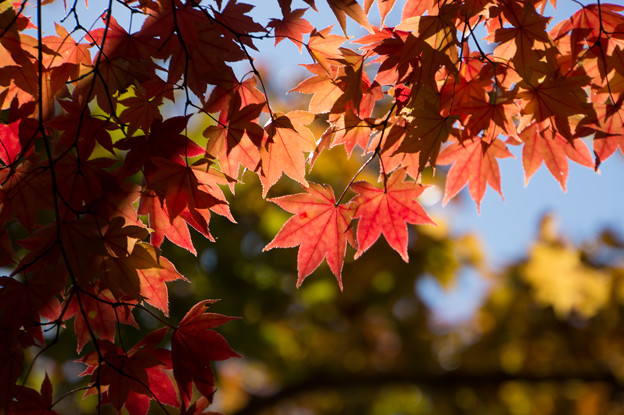日本庭園の紅葉(4_1)