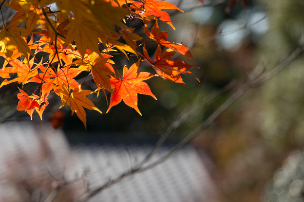 日本庭園の紅葉(4_3)
