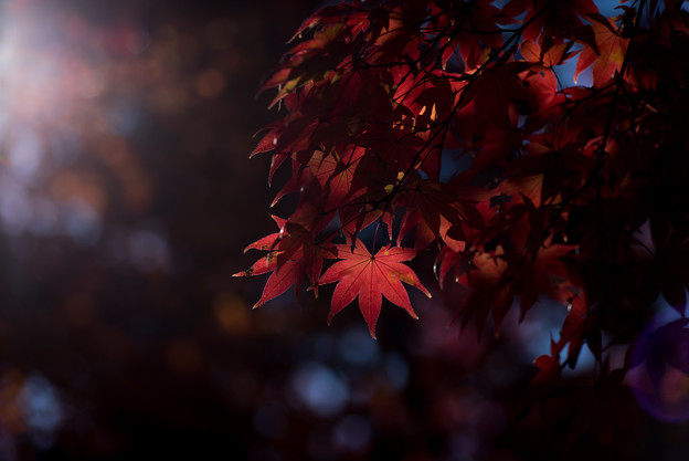 日本庭園の紅葉(4_5)