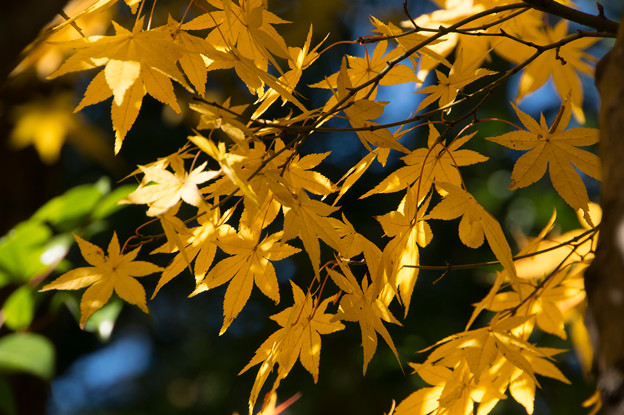 日本庭園の黄葉(5_2)
