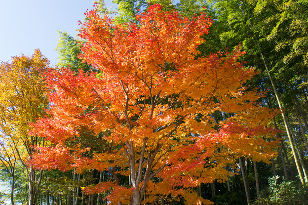 日本庭園の紅葉(6_2)