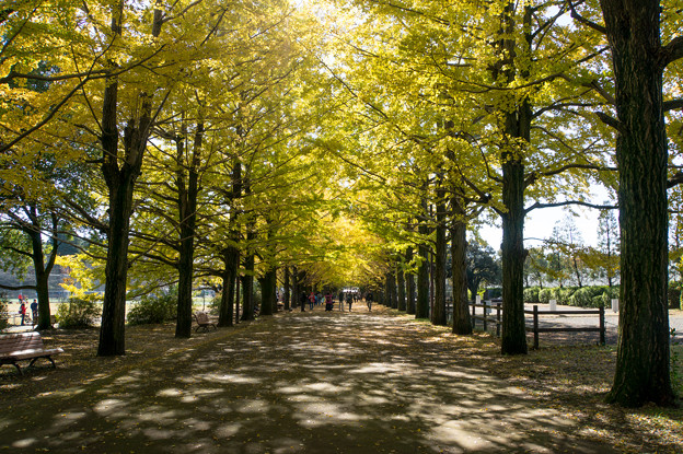 昭和記念公園～かたらいのイチョウ並木(1)