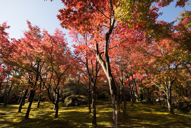 箱根美術館_庭園の様子1