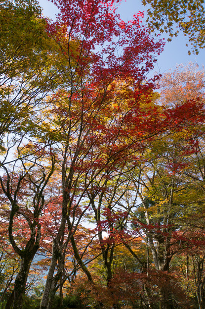 芦ノ湖の紅葉も進んでました(1)