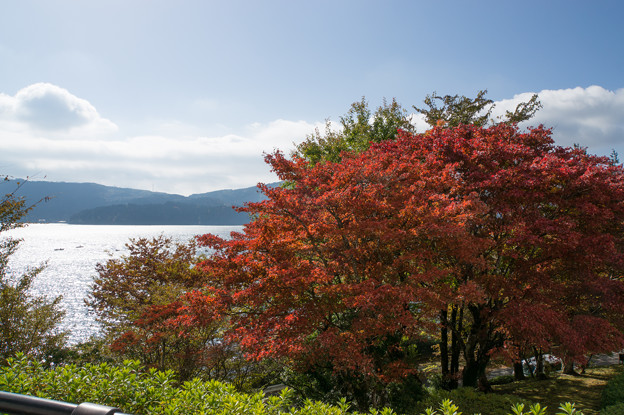 芦ノ湖の紅葉も進んでました(4)