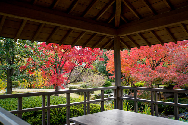 【好古園の紅葉】3_4